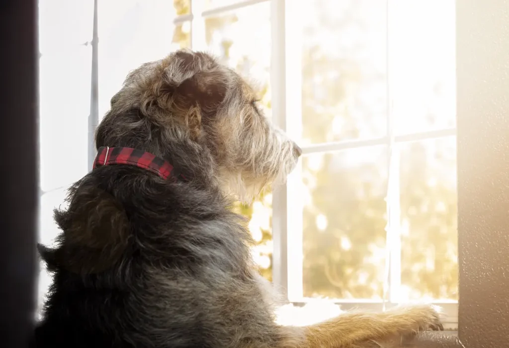 Perro mirando por la ventana bajo la luz del sol en el interior